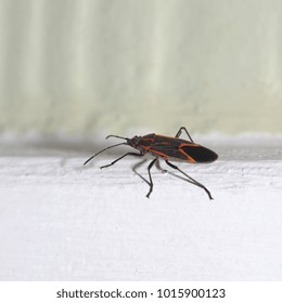 Box Elder Bug - Close up photograph of a box elder bug. Selective focus on the head portion of the bug. 