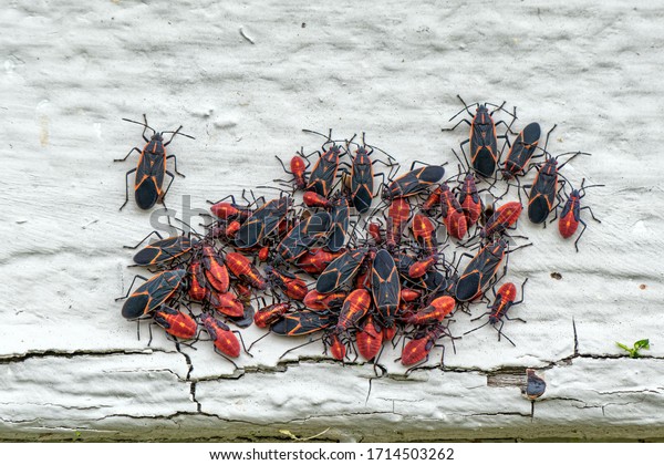 Box\
Elder bugs in a cluster on the side of an old\
house.