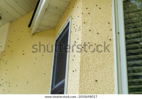 Box Elder bugs swarm and infest the siding of a\
house in the fall
