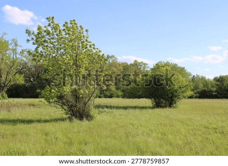 Box elder tree in a green grassy meadow with a shrub behind it at a forest preserve in Niles, Illinois
