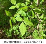 Box elder tree leaves are bright green in the sunlight. Indiana.