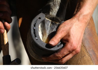 Box With Farrier Tools