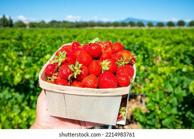 Box With French Red Ripe Sweet Strawberries Manon Des Fraises, Fragaria Ananassa Harvested In Provence, Summern In France