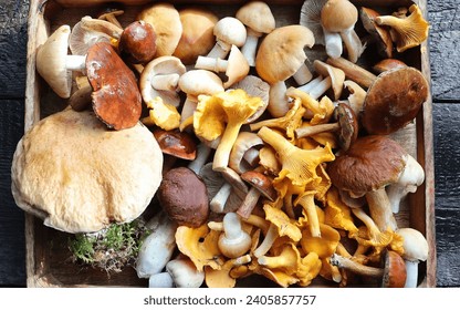 Box of fresh mixed forest mushrooms on wooden table . - Powered by Shutterstock