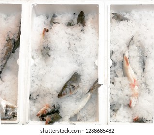 Box Of Freshly Caught Fish. Bunch Of Seabass In A Box, On Ice.