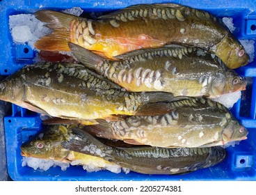 A Box With Freshly Caught Fish In Ice.