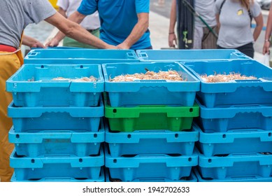 Box Of Freshly Caught Fish From The Sea, Preparing Them For Sale.