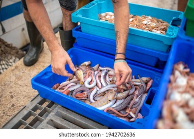 Box Of Freshly Caught Fish From The Sea, Preparing Them For Sale.