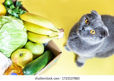 A Box Full Of Food In Concept Donation Box Isolated On Yellow. Coronavirus Donation Box. Delivery Food. Volunteer. Food Help. A Beautiful Gray Cat Sits Next To A Grocery Box And Looks Into The Frame.