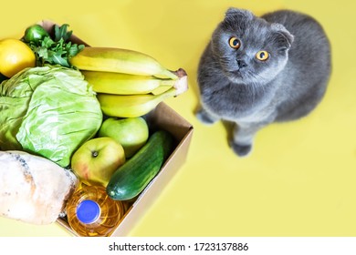 A Box Full Of Food In Concept Donation Box Isolated On Yellow. Coronavirus Donation Box. Delivery Food. Volunteer. Food Help. A Beautiful Gray Cat Sits Next To A Grocery Box And Looks Into The Frame.