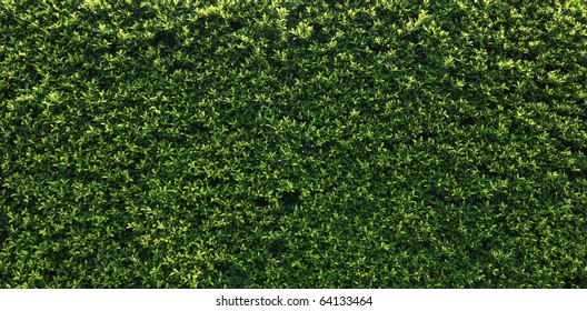 Box Hedge With Green Leafs Isolated.