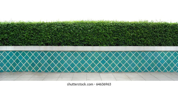 Box Hedge With Green Leafs Isolated