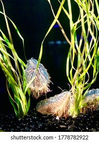 Box Jelly Fish Beautiful Underwater Creatures