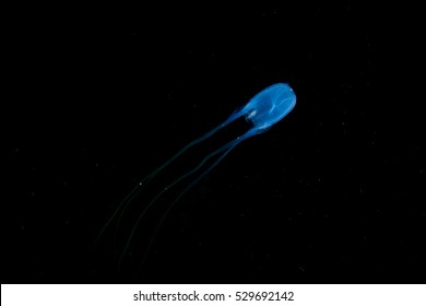 Box Jelly Fish On Black Background