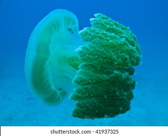 Box Jelly Fish On Great Barrier Reef Australia