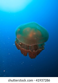 Box Jelly Fish, Rhizostome Cnidarians, Great Barrier Reef Australia