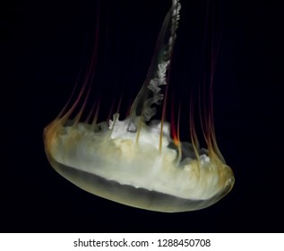 A Box Jelly Fish With Tentacles And Tendrils Trailing. The Animal Is White And Cream Translucent In Colour With Some Reds And Purples Showing When The Tentacles Have Been Lit With Artificial Light.