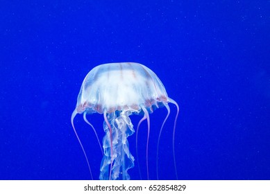 Box Jellyfish