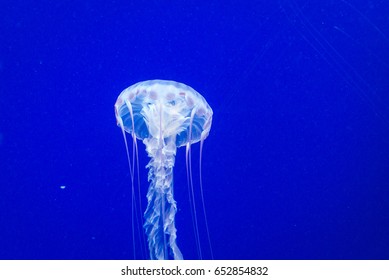 Box Jellyfish