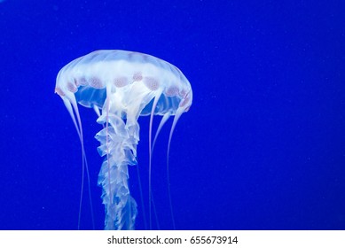 Box Jellyfish