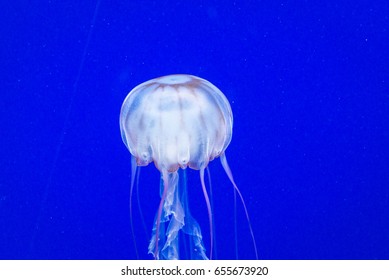 Box Jellyfish