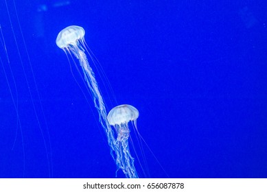 Box Jellyfish