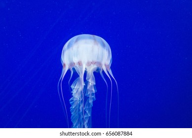 Box Jellyfish