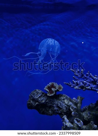 Box jellyfish are cnidarian invertebrates distinguished by their box-like body. Some species of box jellyfish produce potent venom 