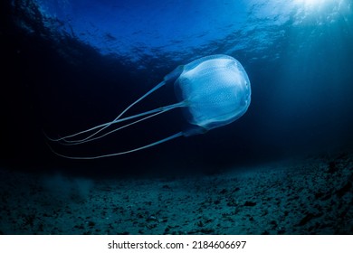 Box Jellyfish, Kelp Forest, Ciudad del Cabo, Sudáfrica