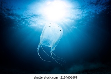 Box Jellyfish, Kelp Forest, Cape Town, South Africa