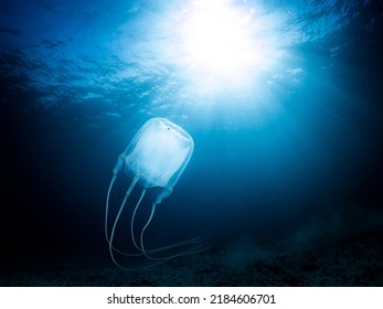 Box Jellyfish, Kelp Forest, Cape Town, South Africa