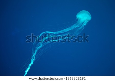 Box jellyfish on blue background.