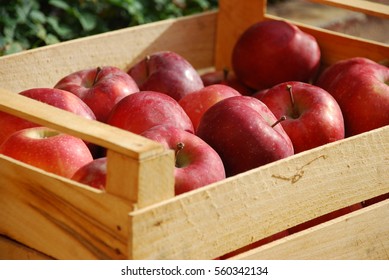 Download Box Of Apples Images Stock Photos Vectors Shutterstock Yellowimages Mockups