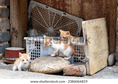 A box of kittens on the street in a plastic crate with miscellaneous items next to them.
