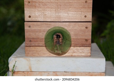 Box Of Meliponini Apidae Bees 