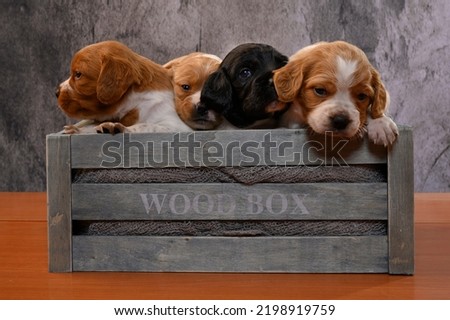 Box of puppy dogs, brittany, epagneul breton