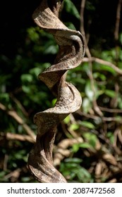 Box Sea Bean (Entada Pursaetha) In Cát Tiên National Park, Viet Nam