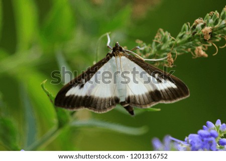 The box tree moth