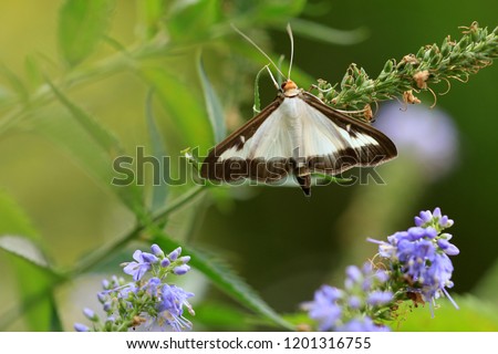 The box tree moth