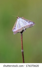 Box Tree Moth Cydalima perspectalis