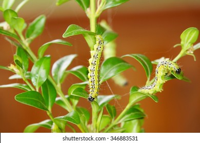 box tree moth (Cydalima  perspectalis)