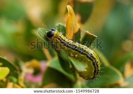 Similar – Image, Stock Photo Caterpillar of the box tree moth (Cydalima perspectalis)