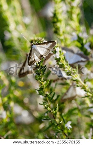 Box tree moth, Cydalima perspectalis, invasive species of butterfly that destroys buxus, box wood