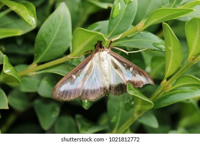 Box tree moth, Insecta