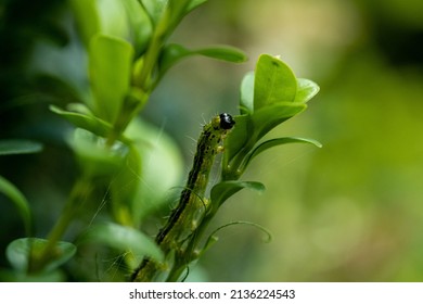 A Box Tree Moth On A Common Box Branch