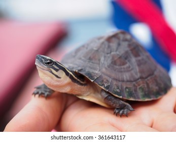 box turtle