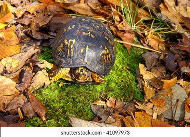 3,048 Turtle On Sleep Images, Stock Photos & Vectors 