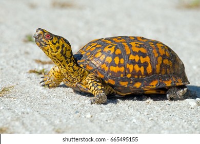 Box Turtle