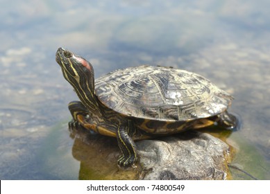 Box Turtle