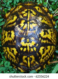 A Box Turtle Closed Up In His Shell Outside In The Grass With Room For Your Text.